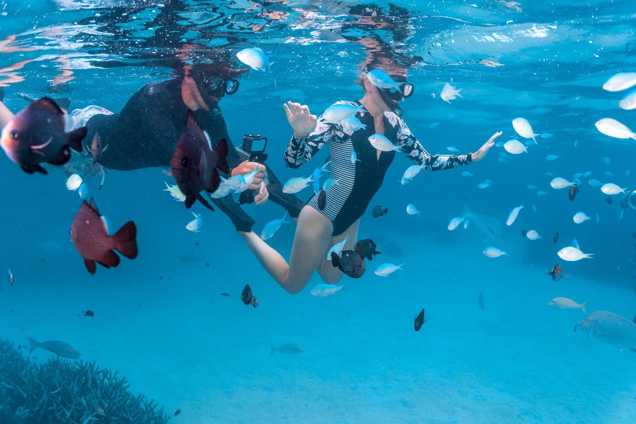 Carnarvon Snorkelling and Swimming Image