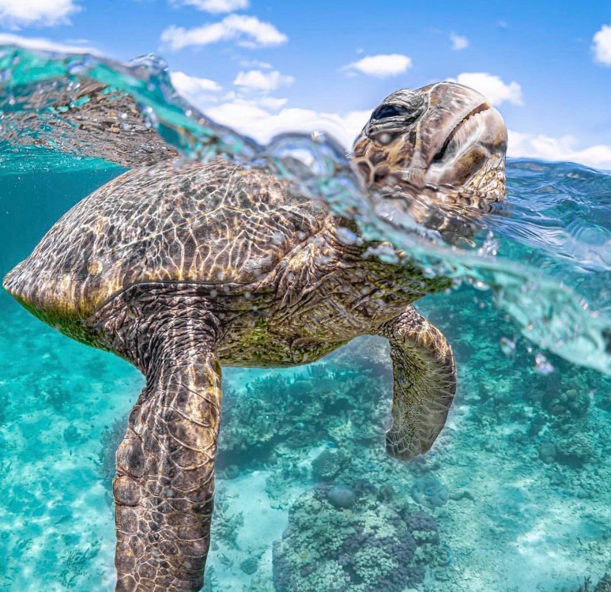 Description of image