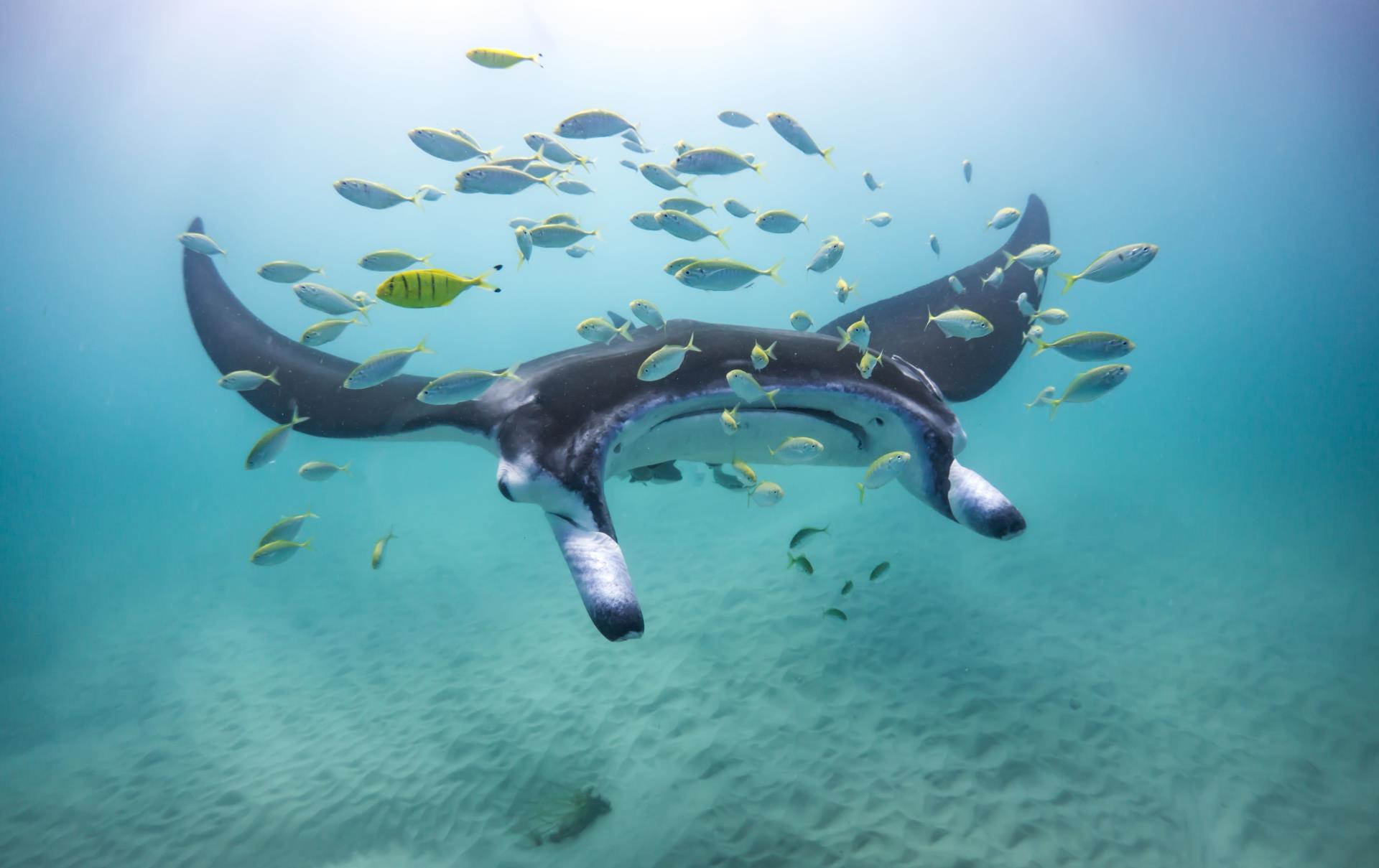 Ningaloo Reef Dive Image