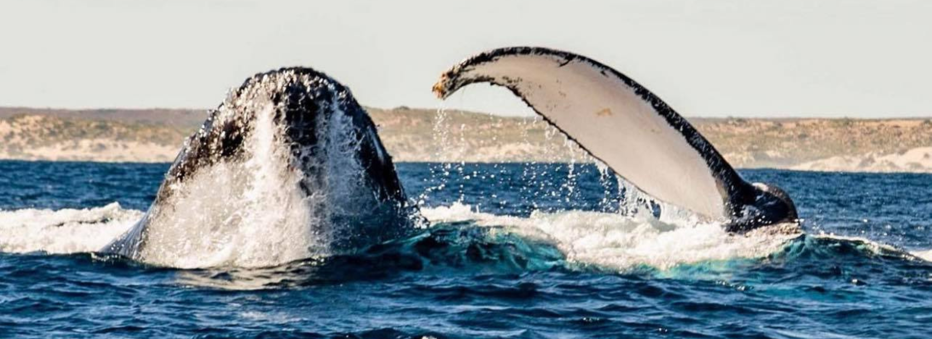 Humpback Whale Fin Slapping