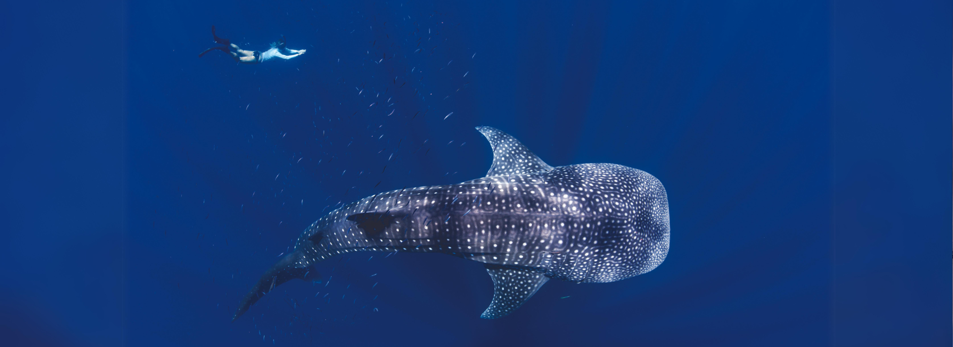 Swim with a Whale Shark