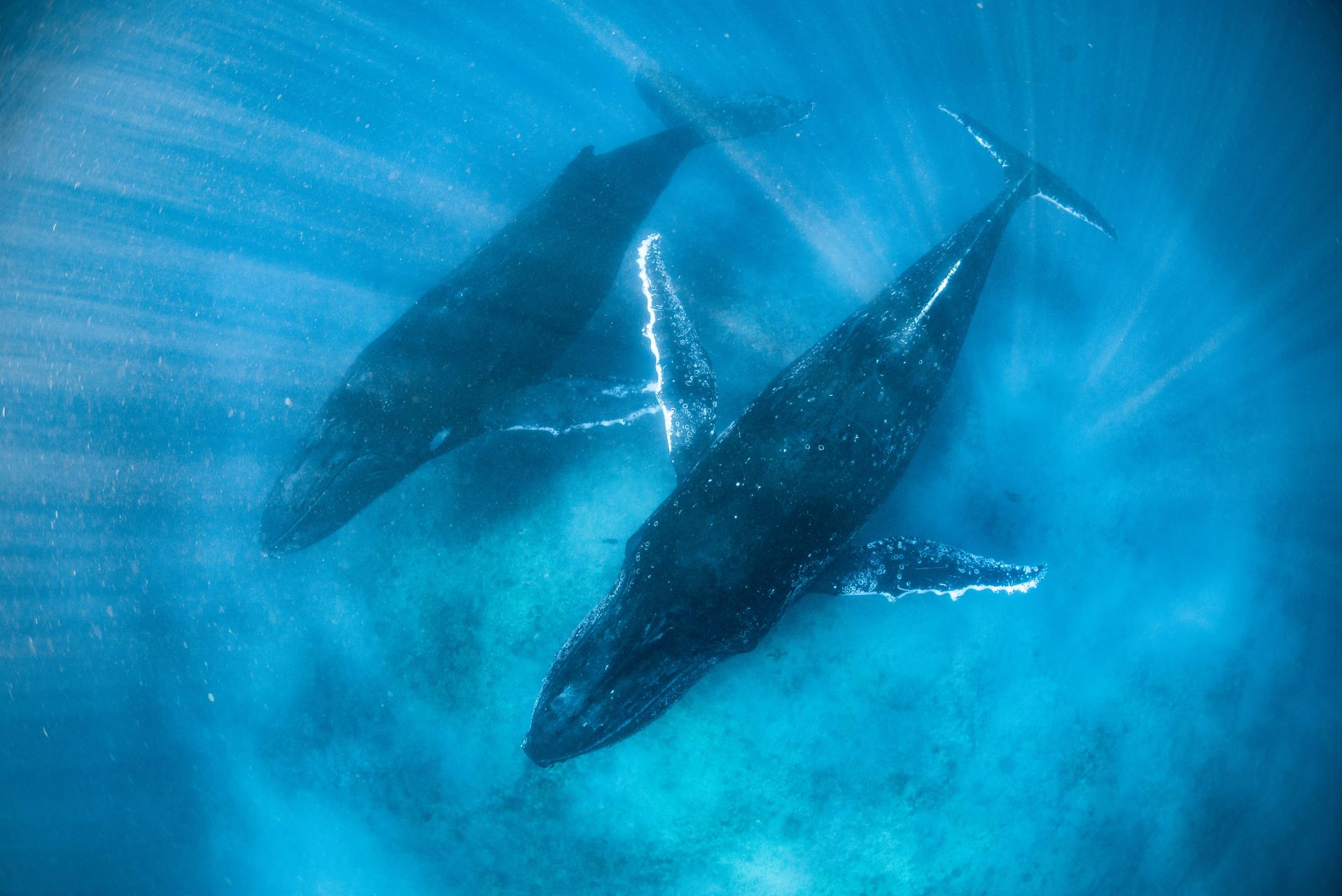 Ningaloo Marine Interactions Image