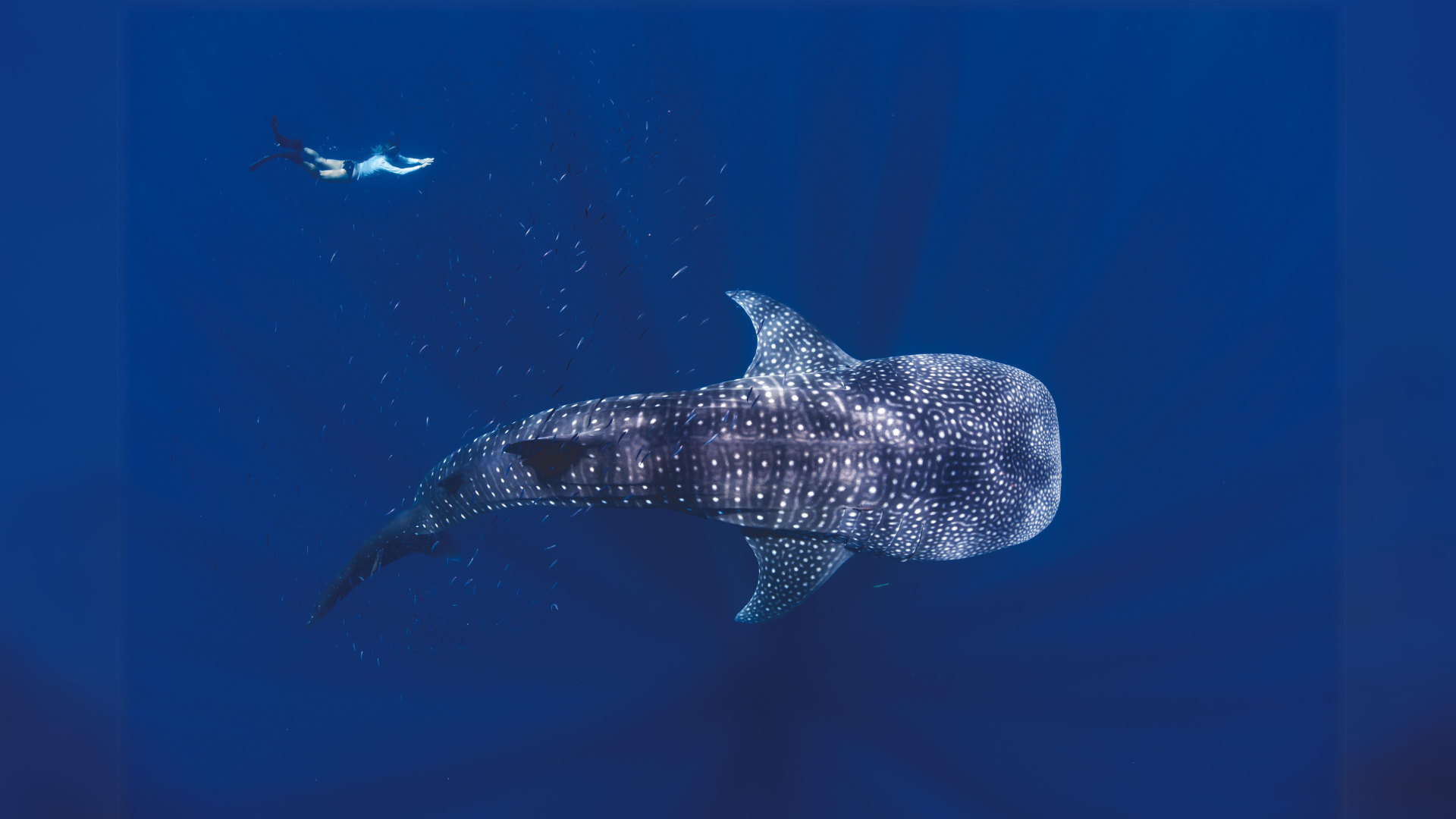 Coral Bay Eco Tours Image