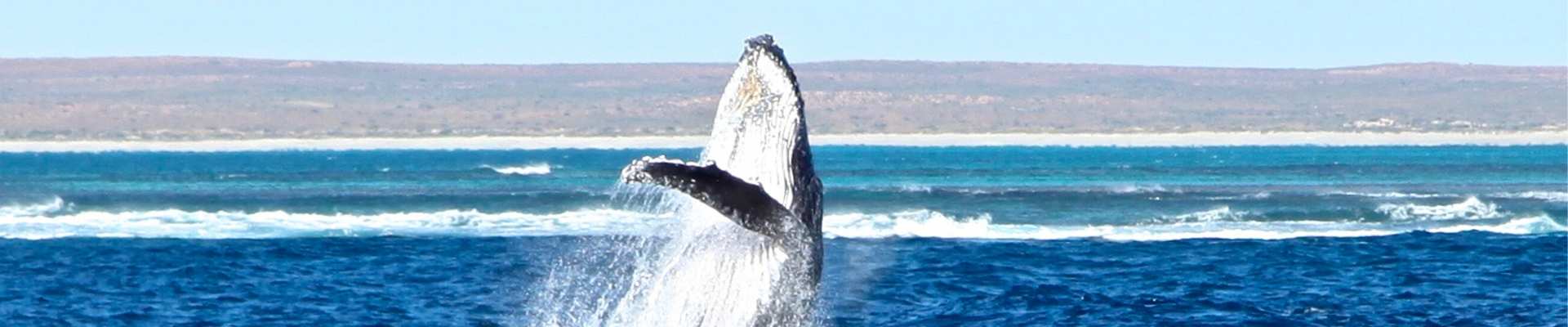 Winter Whale watching Image