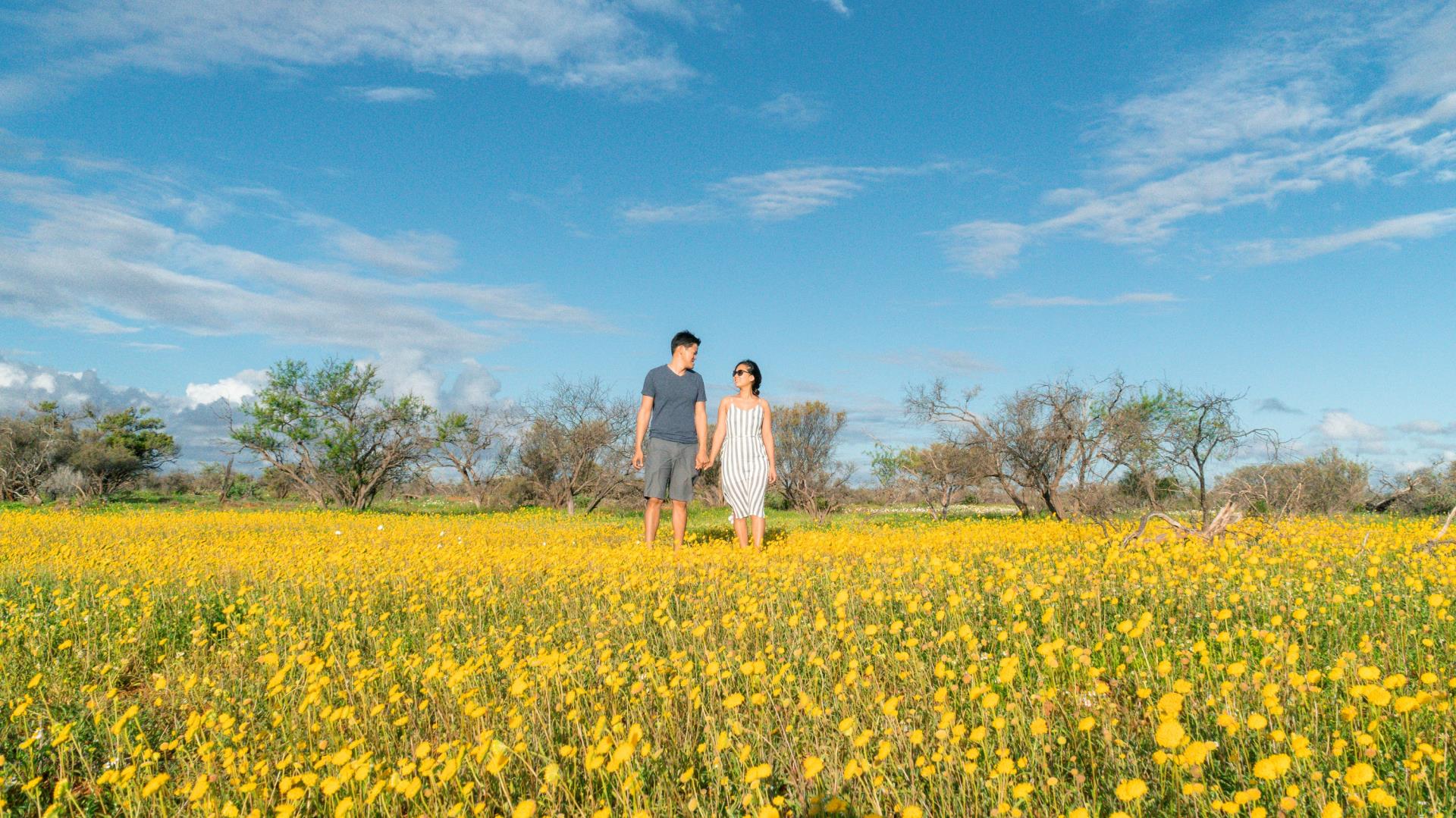 Discover Carnarvon's Hidden Season: Wildflowers and Burrowing Bees